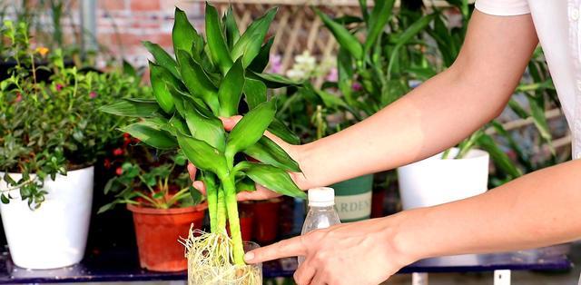 富贵竹几根有什么说法 783c100b9f3e4b77bd8357a7094feb6b.jpeg