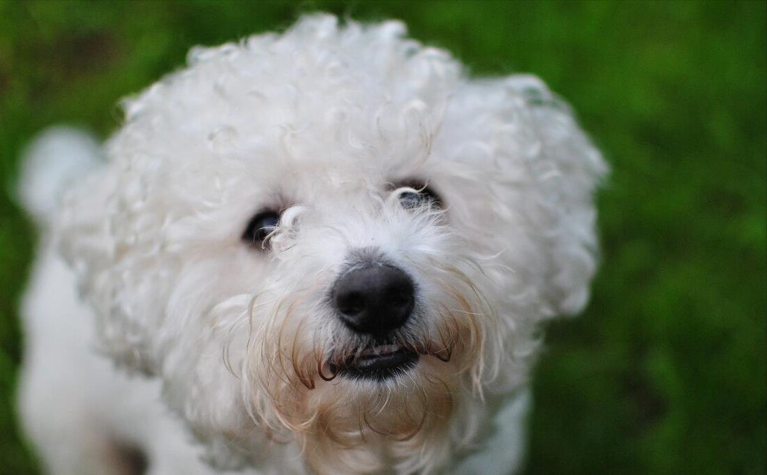 生命|比熊犬的衰老症状，都出现了，那它的年纪很大了