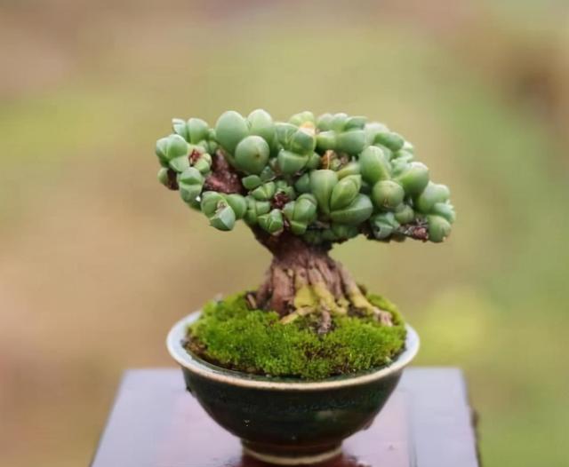 养了5年的鹿角海棠,5年后长成老桩盆景,造型是一件乐趣的事_花友_环境