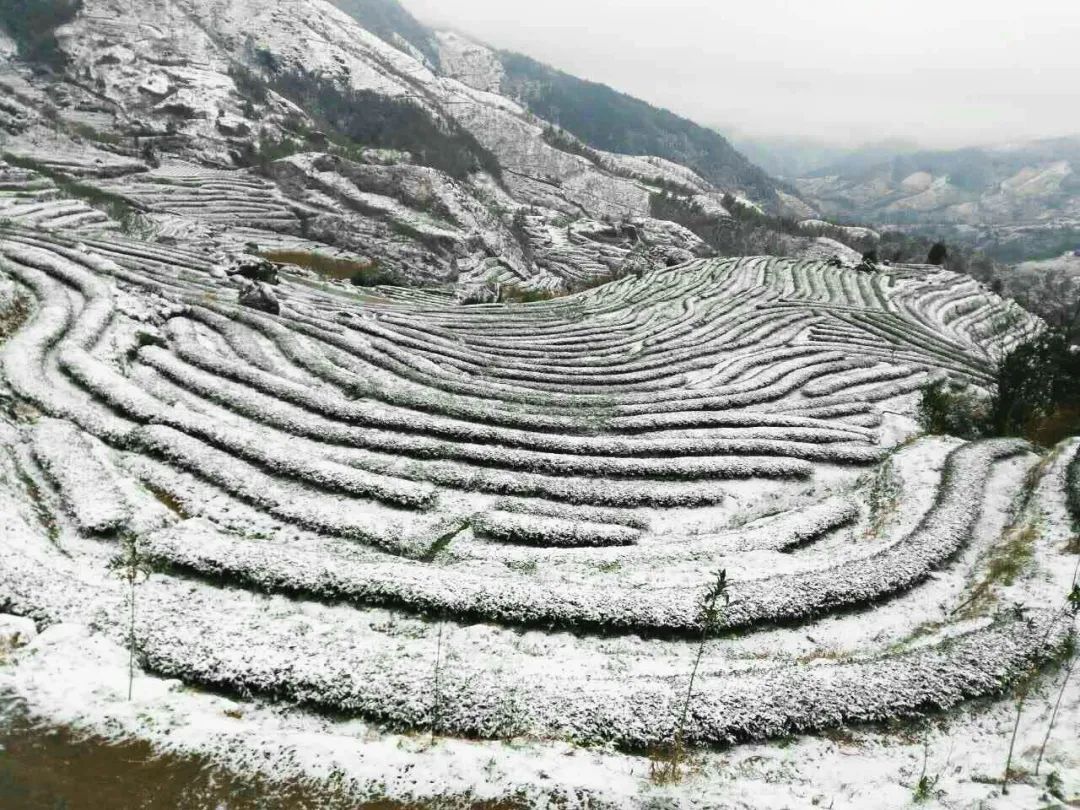 下雪会造成茶叶减产今年春茶价格会上涨