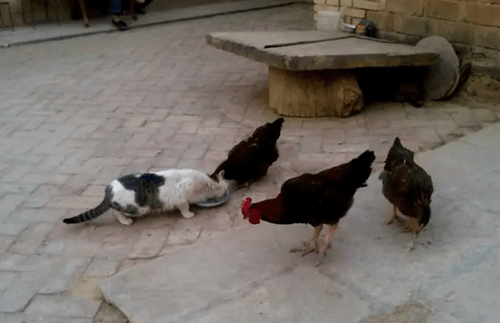 原创安徽养殖户打死偷鸡的猫上传视频遭网暴怒问谁赔我的损失