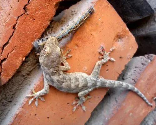 原创为什么说壁虎是五毒之一它有什么毒