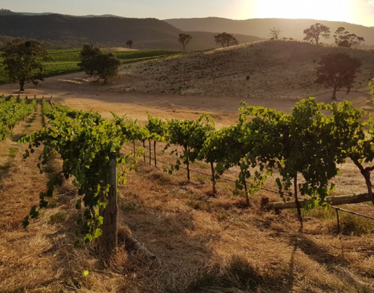 蒂尔|罗讷河谷专题，莎普蒂尔&amp;泰德罗弘&amp;玉旒领衔，北罗西拉饕餮盛宴！