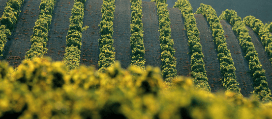 蒂尔|罗讷河谷专题，莎普蒂尔&amp;泰德罗弘&amp;玉旒领衔，北罗西拉饕餮盛宴！