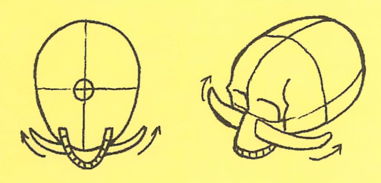 怎么画人体骨架骨骼教你人物颅骨头盖骨的绘制方法