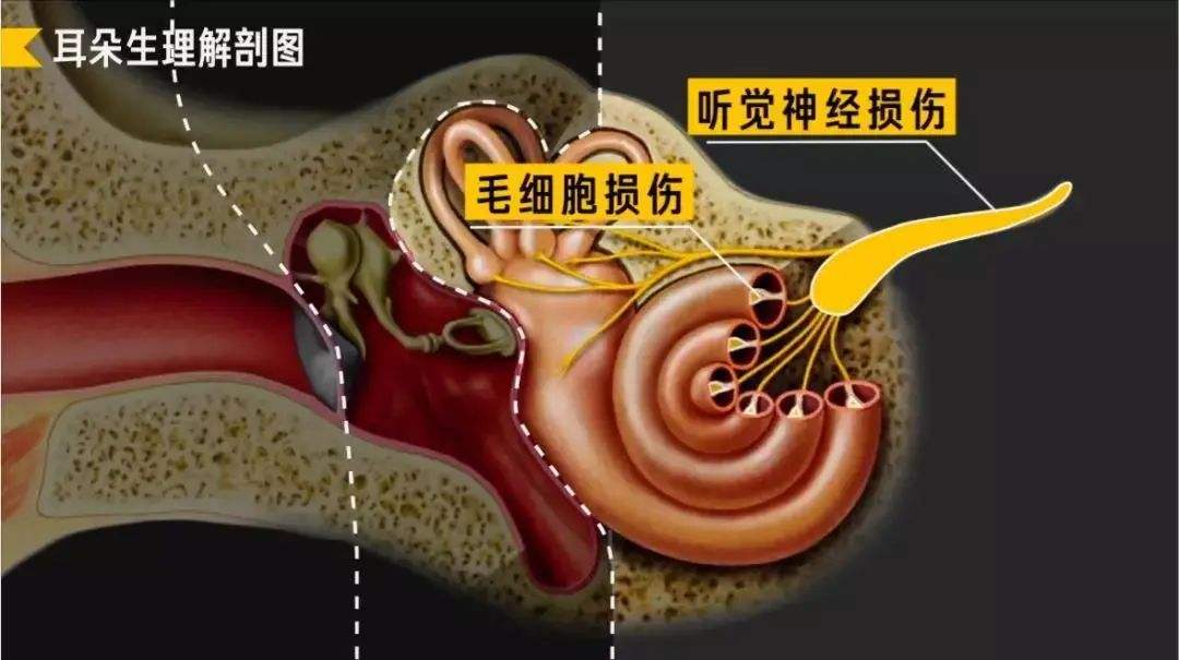 解析:我们的内耳上长着很多像天线一样的纤毛,里面就包含着听神经元