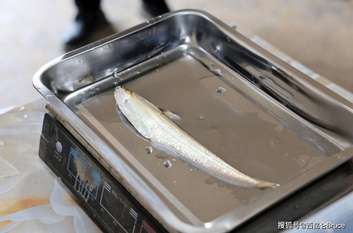 因为长江三鲜,指的是河豚,鲥鱼,刀鱼,长江刀鱼的市场价格非常