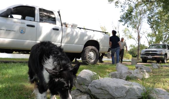 养了边牧之后 这4个麻烦你很难避开 时候 狗狗 优缺点