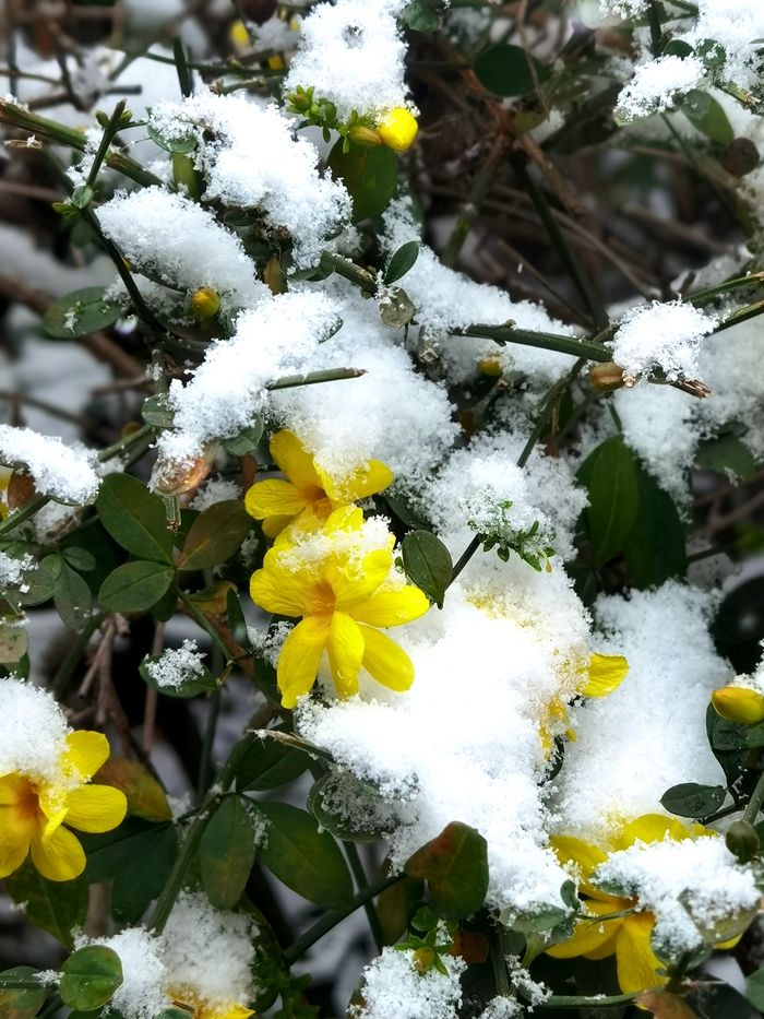 日子|昆明下雪了！春城的雪景真美丽！