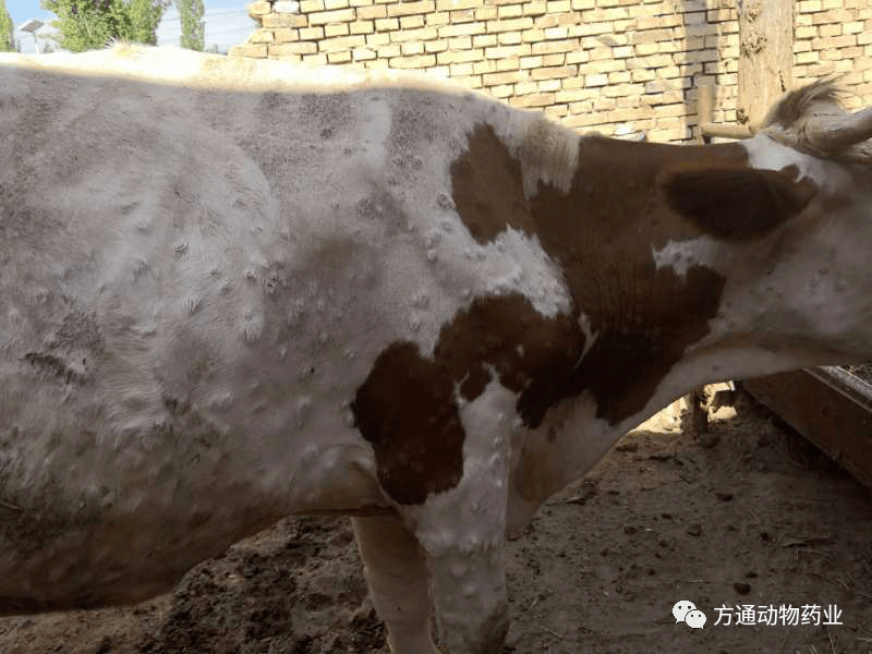 技术交流牛结节性皮肤病综合方案