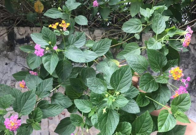 这种植物的花五彩缤纷被称为 五色梅 能治疗跌打损伤和湿疹 臭味 马樱丹 花色