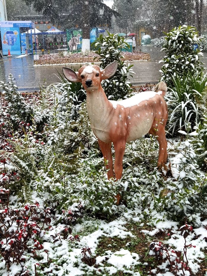 日子|昆明下雪了！春城的雪景真美丽！