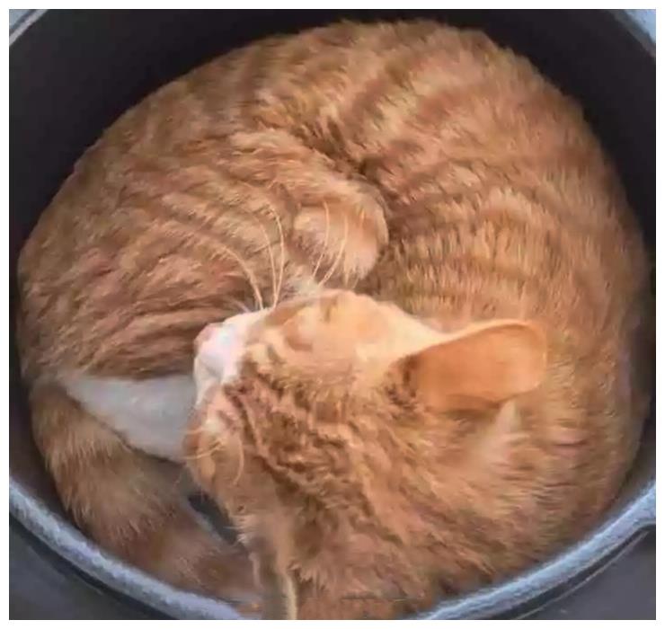 睡觉觉|猫咪在电饭煲中睡觉觉，主人本想骂，看到笑喷