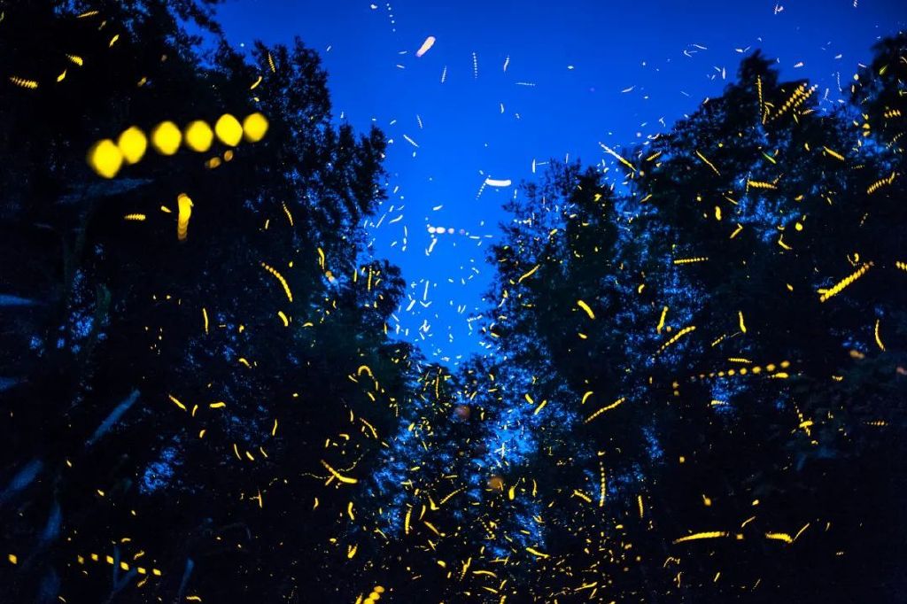 点点荧光其实是萤火虫们独特的语言这些神秘的光点究竟代表着什么意思