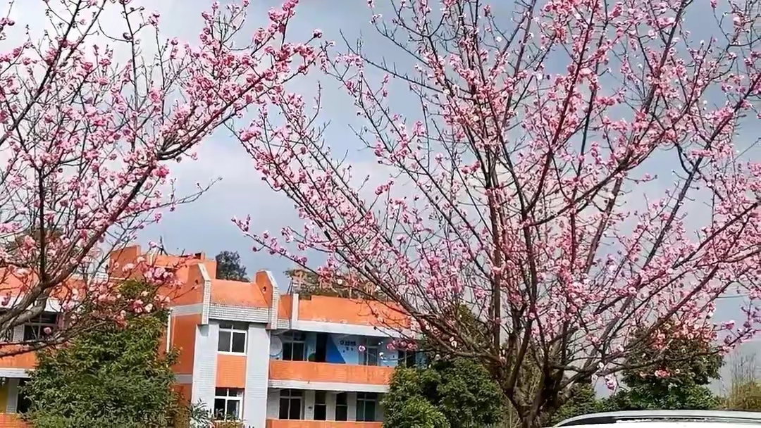 江姐小学红梅花正开