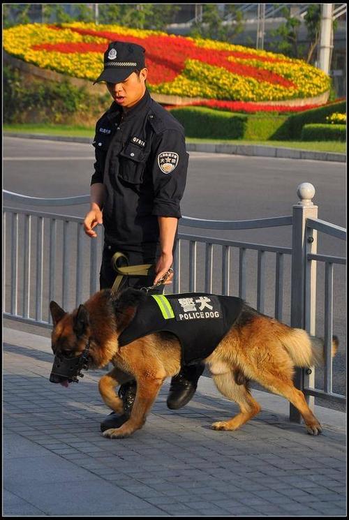 它们的工作种类分为 搜救犬 缉毒犬 防暴犬 追踪犬 盒子 检查 毒品