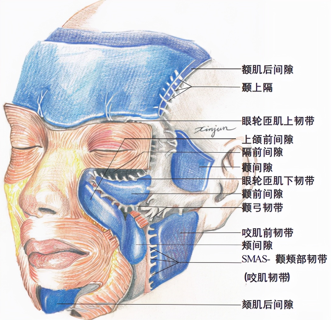 大肠人生无常，大肠包小肠，腿精变肿精？