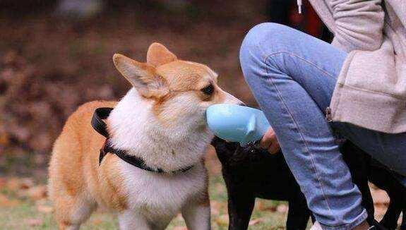 宠物|养狗人最容易患的“7种病”，劝你定期体检