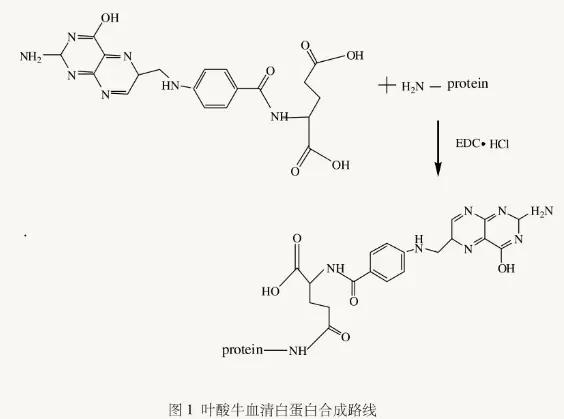 叶酸偶联牛血清白蛋白的制备:将叶酸溶于磷酸缓冲液(pbs)中,待叶酸