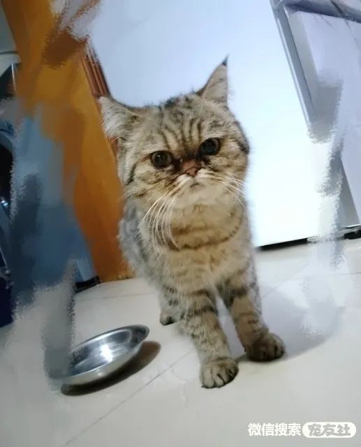 北京林萃桥附近无偿领养美短加菲,宠友社发布_签订协议_猫咪_领养人