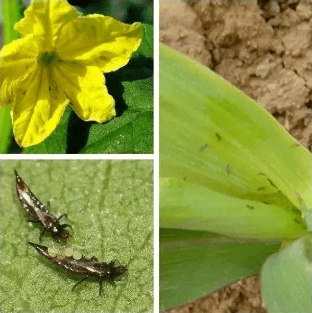 主要有棕榈蓟马和花蓟马,在甜椒和黄瓜上发生,成,若虫锉吸寄主的嫩梢