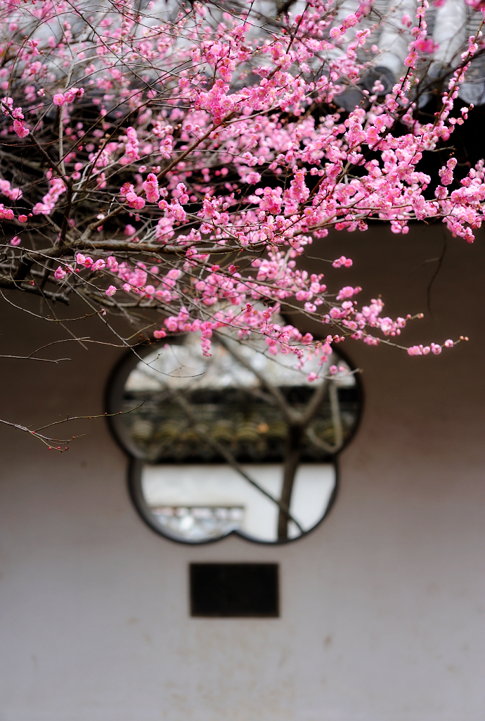 风景区|南京赏梅，这3个地方一定不要错过，你都去过了吗？