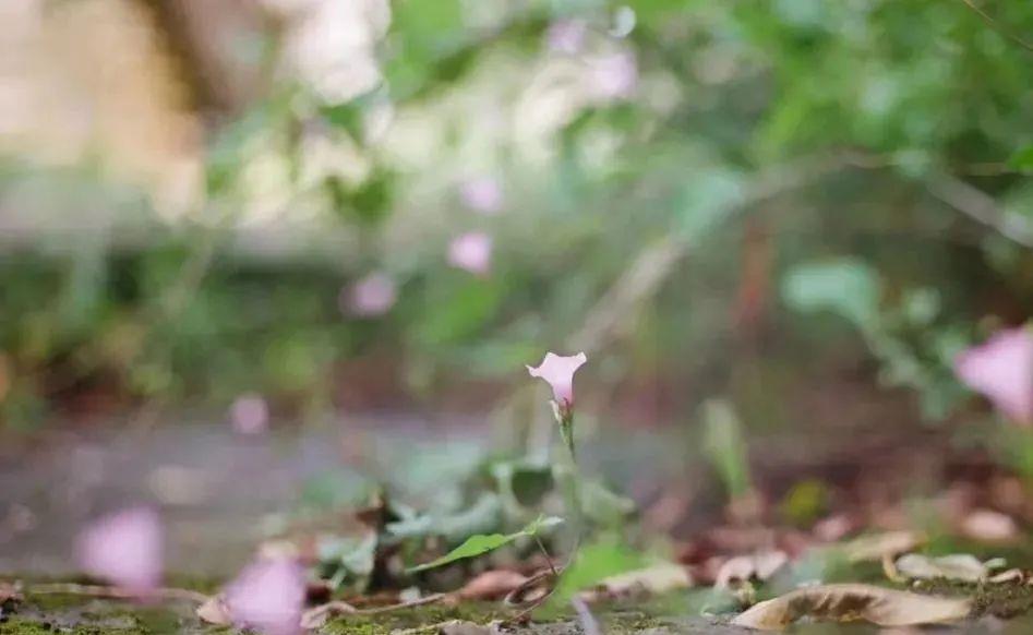 宁波今日入春 一批口袋公园将新建改造 城市 空间 温度