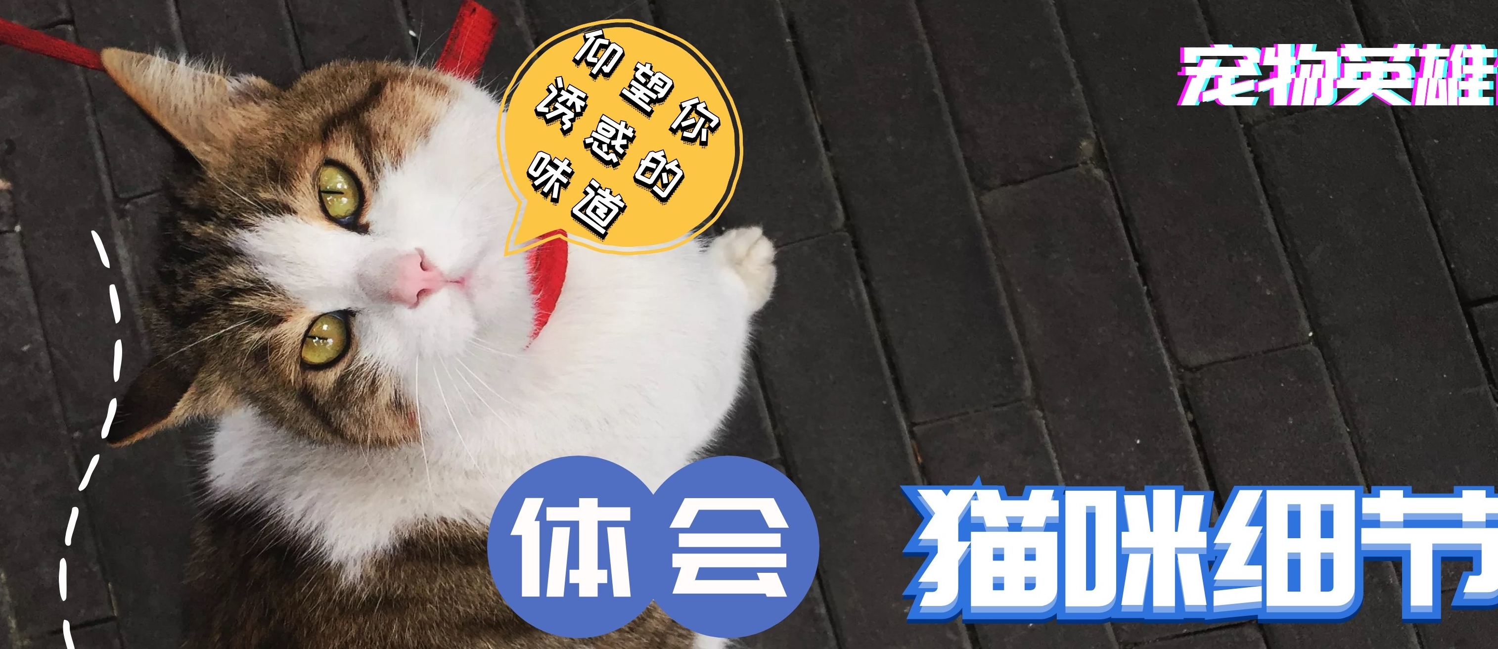 体重这4种猫最容易变胖，橘猫都不敢称第一，不小心就养了头猪