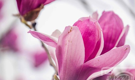 辛夷花盛开的娇美 紫红色的花朵非常漂亮 花开美丽别致 生活 荷花 枝头