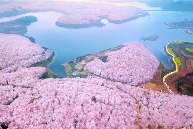 贵州藏着一处“全球最大樱花基地”，70多万株樱花树，惊艳世界_平坝_种植_山樱