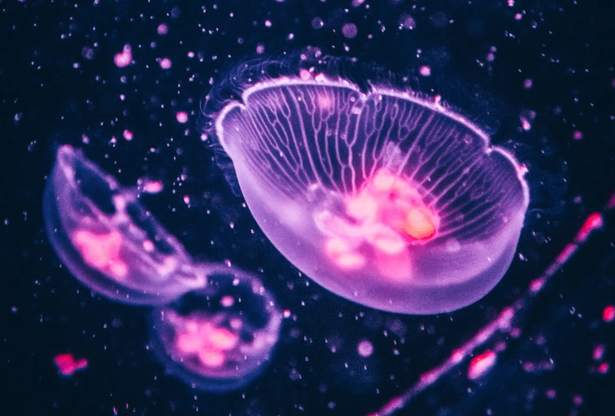 地球上唯一"返老还童"的生物,但为了交配,它们放弃了"永生"_水母_灯塔