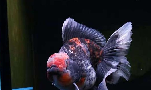 金鱼经常趴缸如何治疗 我来告诉你原因 时候 饲料 现象