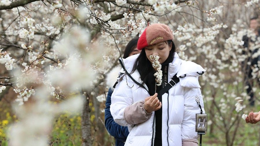 维新镇|贵州纳雍：万亩樱桃花开春意浓