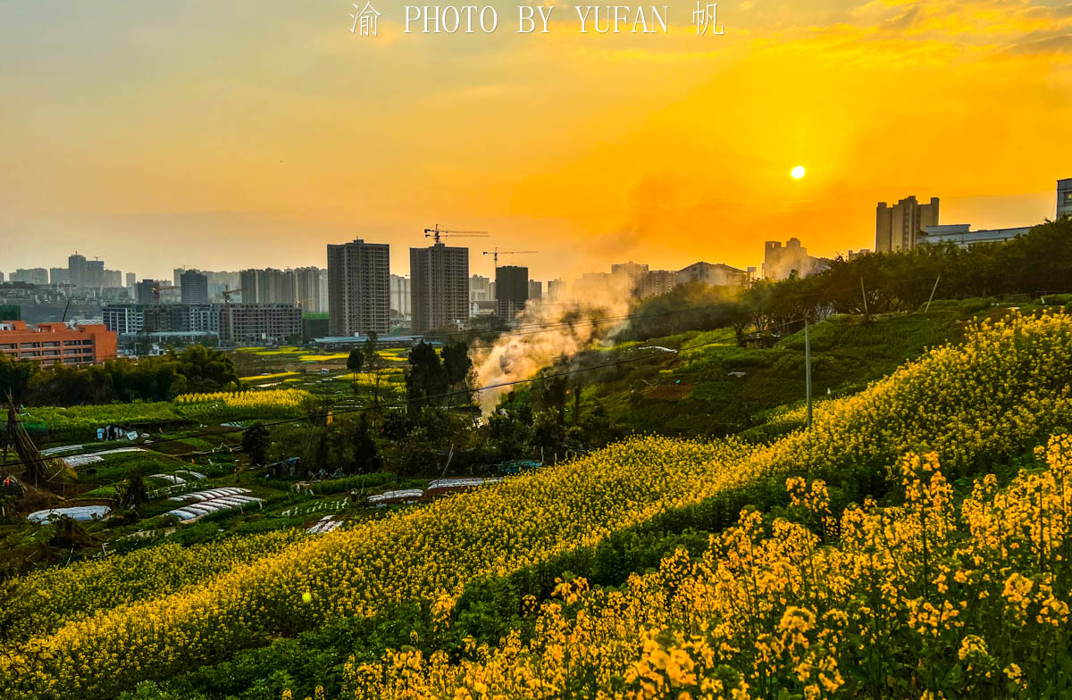 夕阳|重庆有座被菜花装扮的小城，不出城便能看到美景，窗外遍地流金