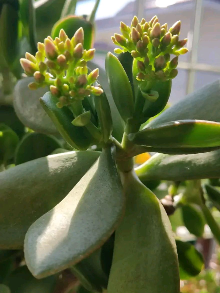 玉树琼花原来真的存在快来看看我家开花的玉树见者有福