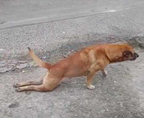 原创残疾狗狗双腿拖地爬行人们刚要帮助它接下来的操作让人看不懂