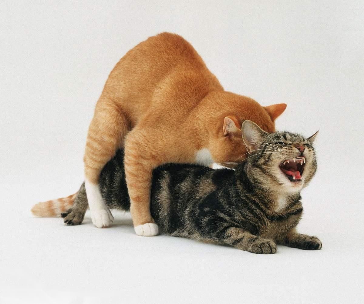 吧~猫咪的交配行为常常伴随着咬后颈,嘶吼,以及事后母猫对公猫的暴锤