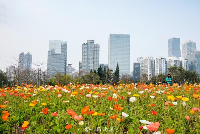 鲜花|广州二沙岛花开成海，这里没有围墙且免费开放，你去打卡了吗