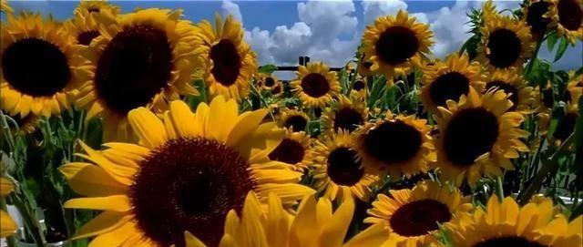 生活|《我左眼见到鬼》——当向日葵逐日而生，总有一天能与你再见