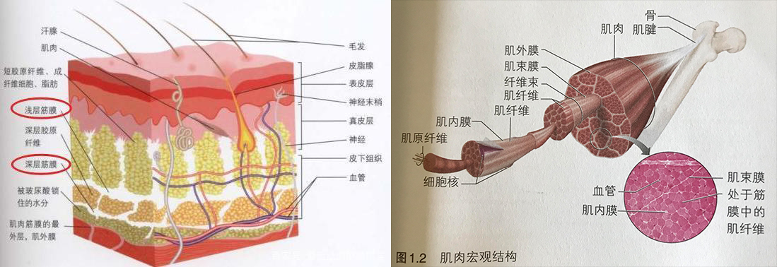 我们先了解一下"筋膜"再判断(上篇)_肌肉_运动_身体