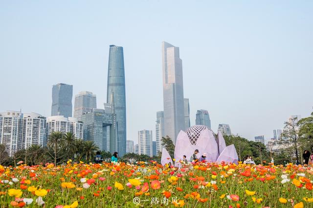 鲜花|广州二沙岛花开成海，这里没有围墙且免费开放，你去打卡了吗