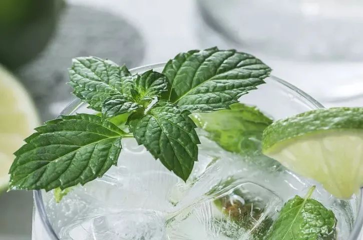 薄荷不仅常见于菜肴摆盘和饮品调制中,它也是一味辛凉解表的中药.