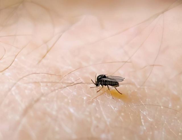 四川白天都疯狂咬人的默蚊子到底什么昆虫为何比蚊子更狠