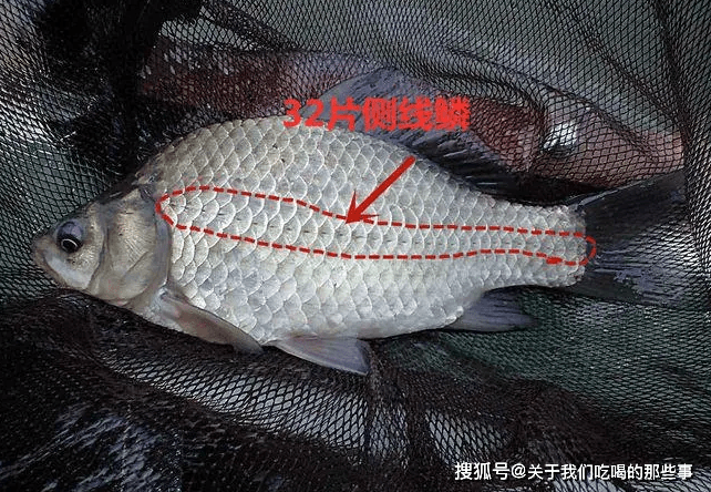才知道,野生鲫工程鲫区别很大,记住"3看"轻松区分,别买错了_鲫鱼_清水