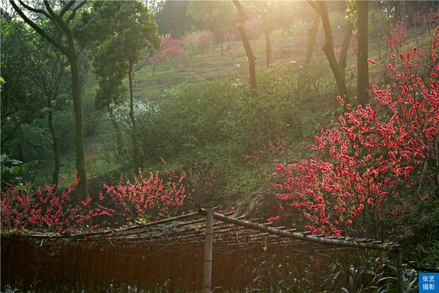 桃花|赏桃花何须远行，桃花故里最仙境，广州白云山桃花涧让人流连忘返