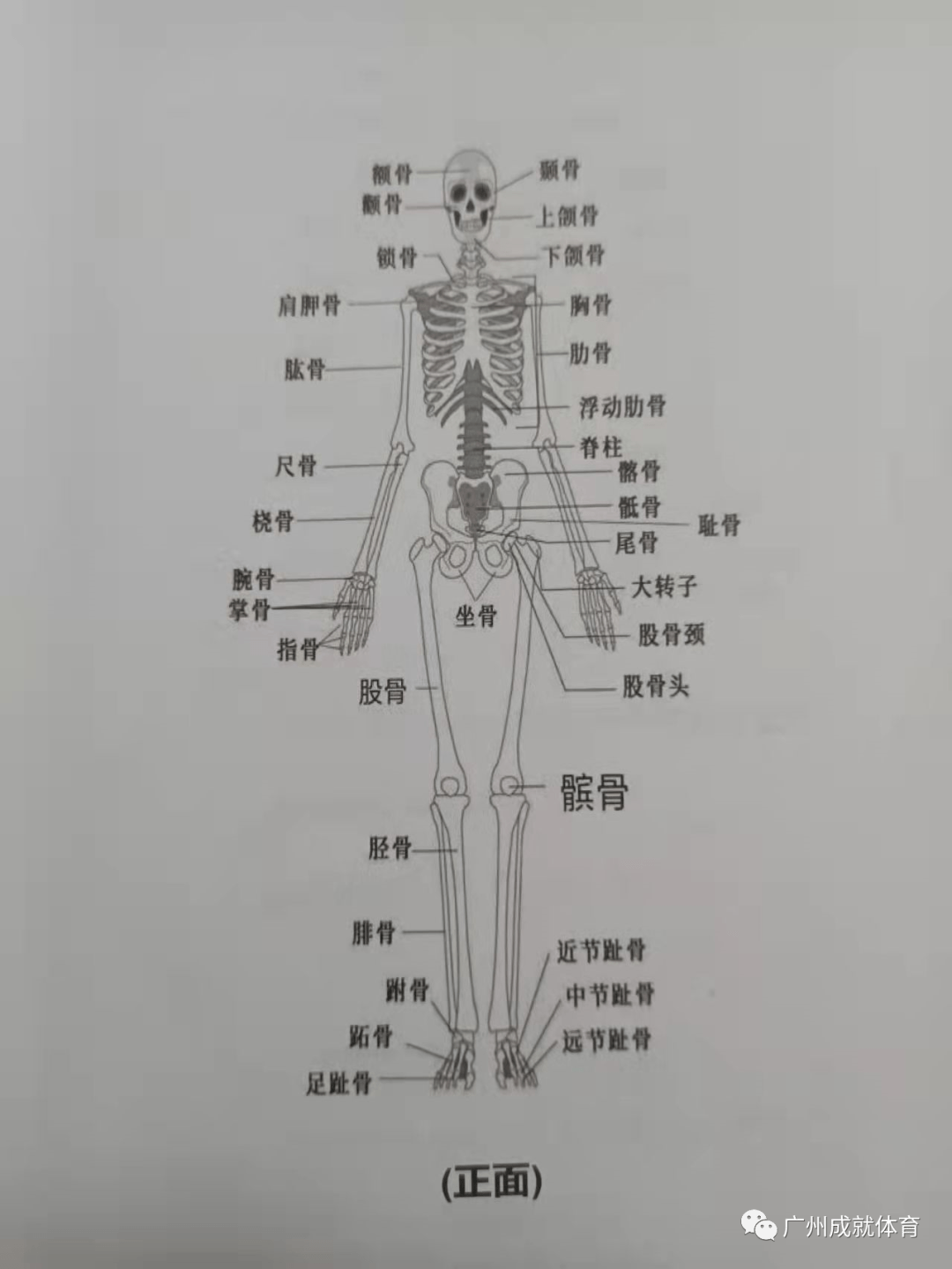 人体共有206块骨骼,组成了人体这幅框架,再加上内脏肌肉各类细胞等等