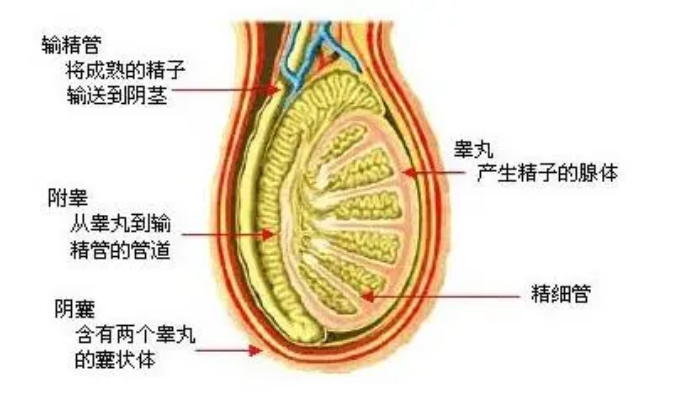 动物睾丸解剖图图片