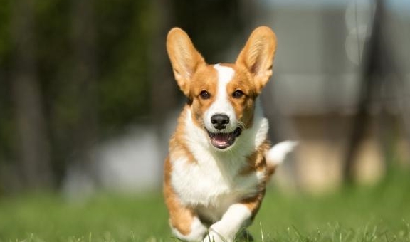 马犬花式遛狗，给马犬穿上披风，奔跑起来感觉狗狗在空中飞