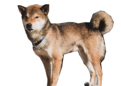 你确定你真正了解日本犬 柴犬 厚真 山梨县