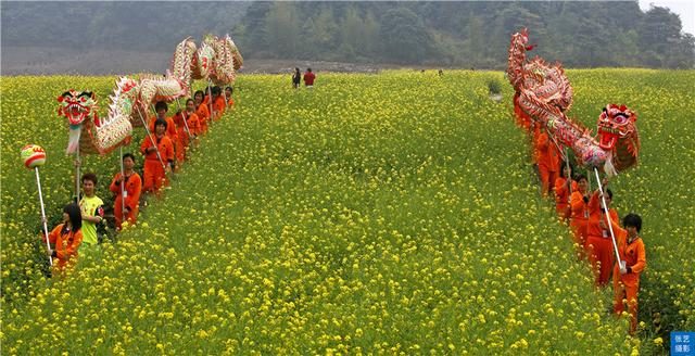 油菜花|阳春三月，广东石门油菜花田乡村美，春天赏花拍照踏青好去处